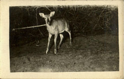 Deer in woods Postcard