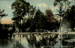 View In White's Park Concord, NH Postcard Postcard