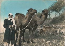 A Camel Driver with Two Camels, Beirut, Lebanon Postcard