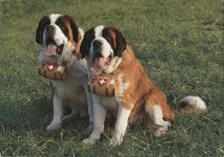 Two Saint Bernard Dogs with Barrels Postcard