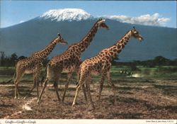 Three Giraffes with Mount Kilimanjaro in Background Postcard