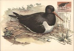 Eurasian Oystercatcher on Nest Postcard