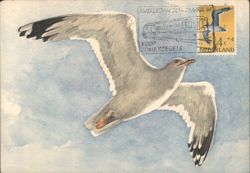 Zilvermeeuw (Herring Gull) in Flight Postcard