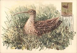 Wulp ( Eurasian Curlew ) in the grass Postcard