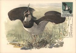 Kievit (Lapwing) Bird, Netherlands Postcard