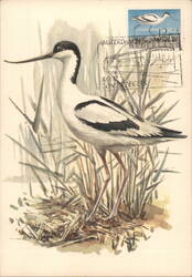 Pied Avocet Bird, Netherlands Postcard