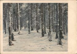 Snowy Forest Path, Les v zimě Postcard