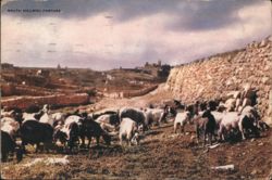 Dear Dr. Abbott Malta: Hillside Pasture with Goats Postcard