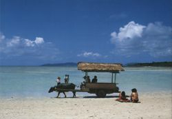 Star-sand Beach and Water Buffalo Cart, Kondomuhama Postcard