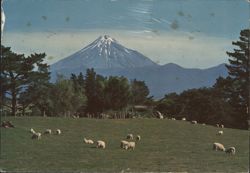 Mt. Egmont and Pasture Lands of Taranaki, New Zealand Postcard