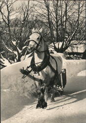 Horse-Drawn Sled in Snowy Winter Scene Postcard