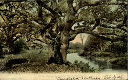 On the Stream,Queenivood Bower,New-Forest. England Postcard Postcard