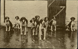 Litter of Nine,Devon & Somerset Stag Hounds Postcard