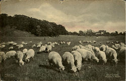 Sheep on golf links, Franklin Park Postcard Postcard