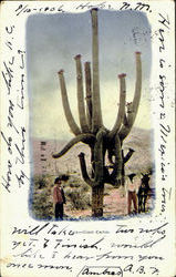 Giant Cactus Postcard