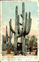 A Giant Cactus Postcard