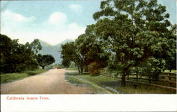 California Acacia Trees Postcard