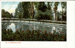 In A California Park Postcard