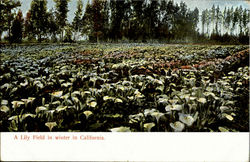 A Lily Field In Winter In California Scenic, CA Postcard Postcard