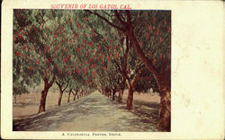 A California Pepper Drive Postcard