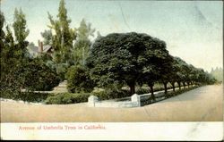 Avenue Of Umbrella Trees Scenic, CA Postcard Postcard