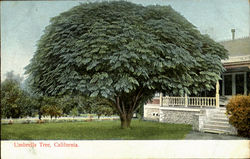 Umbrella Tree Scenic, CA Postcard Postcard