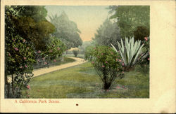 A California Park Scene Postcard