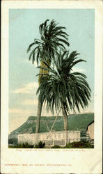 Palms At San Diego Postcard