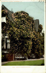 Gold Of Ophir Rose-Bush Flowers Postcard Postcard