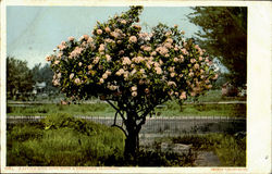 A Little Rose Bush With A Thousand Blossoms Flowers Postcard Postcard