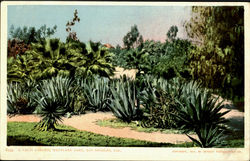 A Cacti Garden, Westlake Park Los Angeles, CA Postcard Postcard