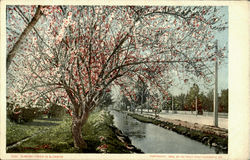 Almond Trees In Blossom Nuts Postcard Postcard