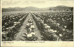 Calla Lily Field Postcard