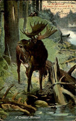 A Critical Moment - Moose Postcard