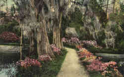 Magnolia Gardens Postcard