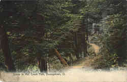 Scene in Mill Creek Park Postcard