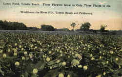 Lotus Field Toledo Beach, OH Postcard Postcard