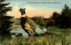 Chinese Pheasant Birds Postcard Postcard