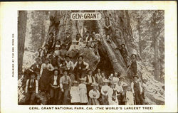 Genl. Grant, General Grant National Park Postcard