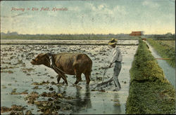 Plowing In Rice Field Postcard