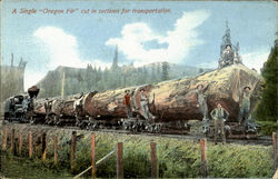 A Single Oregon Fir Logging Postcard Postcard