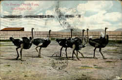 The Bentley Ostrich Farm Postcard