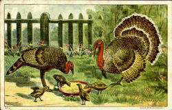 Thanksgiving Greetings Turkeys Postcard Postcard