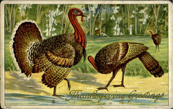 Thanksgiving Greetings Postcard