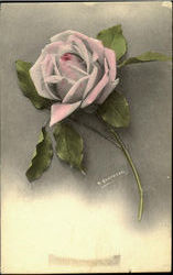 Pink Rose Flowers Postcard Postcard