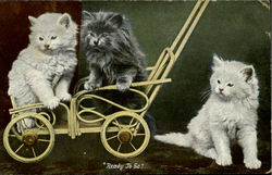 Kittens Postcard