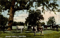 Beautiful California A Cattle Ranch Postcard