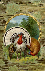 Thanksgiving Greetings Turkeys Postcard Postcard