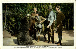 A Yellowstone National Park Bear, Yellowstone National Park Postcard Postcard