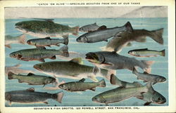 Bernstein's Fish Grotto, 123 Powell Street Postcard